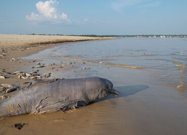 Mueren más de 100 delfines amazónicos por ola de calor; advierten posible perdida de más ejemplares