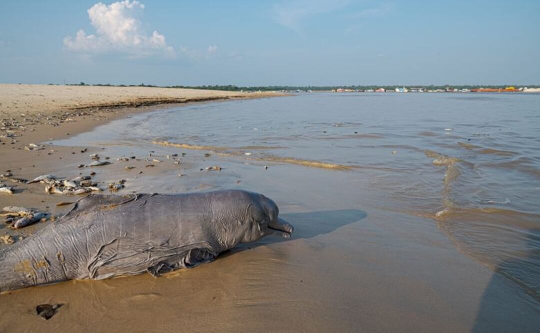 Más de 110 delfines de agua dulce (de las dos especies) muertos en la Amazonía Brasileña. Foto: @N_CastelblancoM