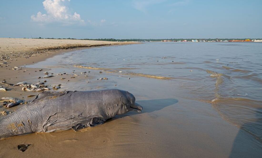 Más de 110 delfines de agua dulce (de las dos especies) muertos en la Amazonía Brasileña. Foto: @N_CastelblancoM