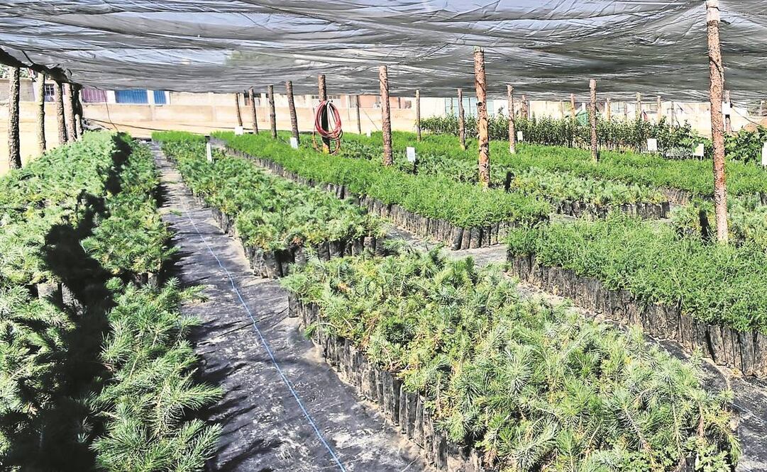 Se debe precisar los viveros de donde proceden las plantas.