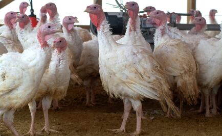 Zapotecas comían pavo desde hace mil 500 años