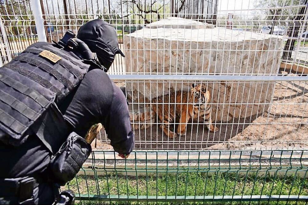 Elementos de la Policía Investigadora de Reynosa detectaron que las instalaciones se encuentran abandonadas y que los animales no tenían comida ni agua. (FOTOS: CORTESÍA)