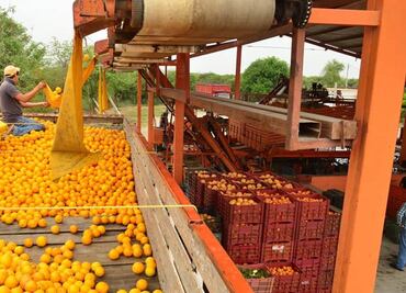 México aumenta 28.3% exportaciones de cítricos y derivados entre enero y julio de 2021