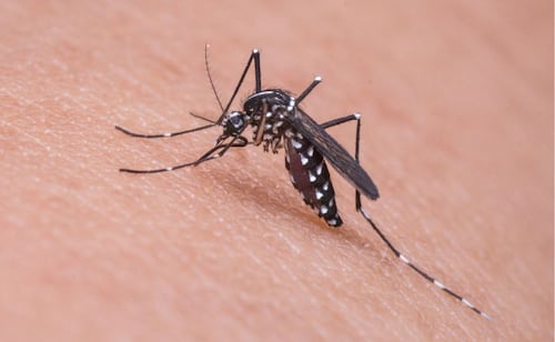 Mosquitos. Fuente: Pixabay