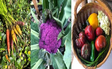 Disfruta de una comida en un huerto de Tepoztlán