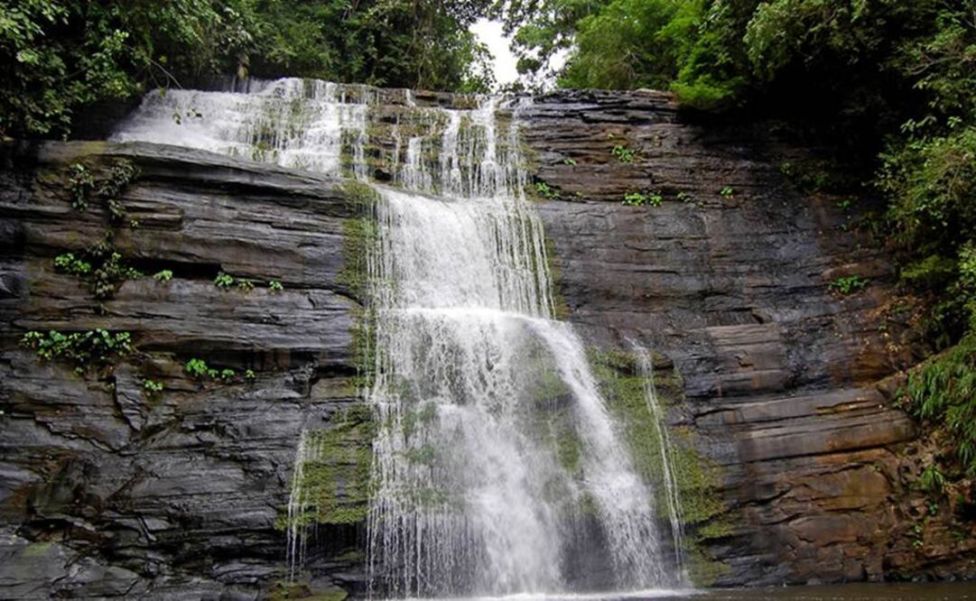La explotación forestal ilegal, la instalación no autorizada de pobladores, la pesca y la caza fueron las razones de su inscripción en la Lista . FOTO: Parquesnacionales.gov.co