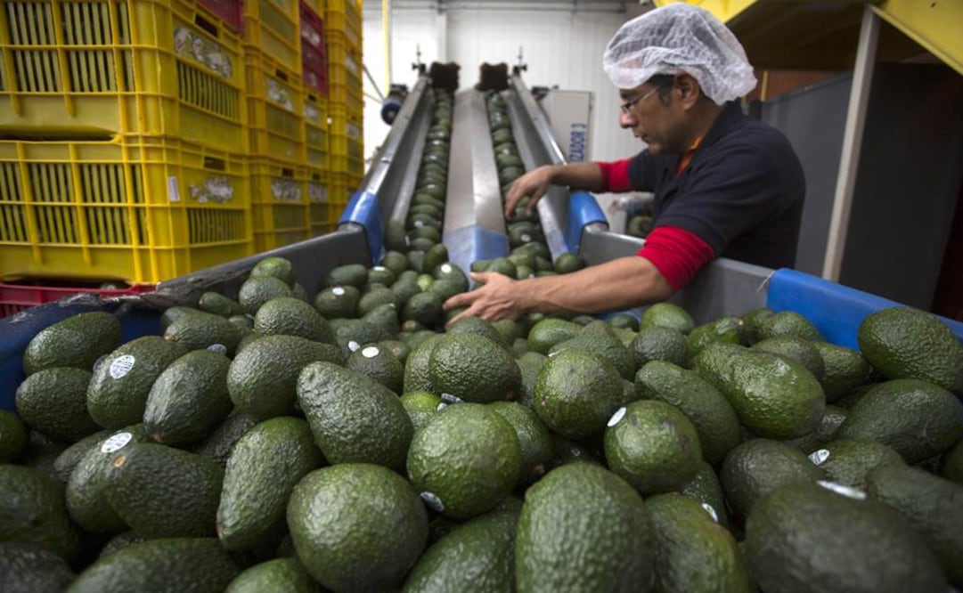 Empleados de una empacadora de Aguacate seleccionan el producto para su exportación a Estados Unidos. Foto: EFE