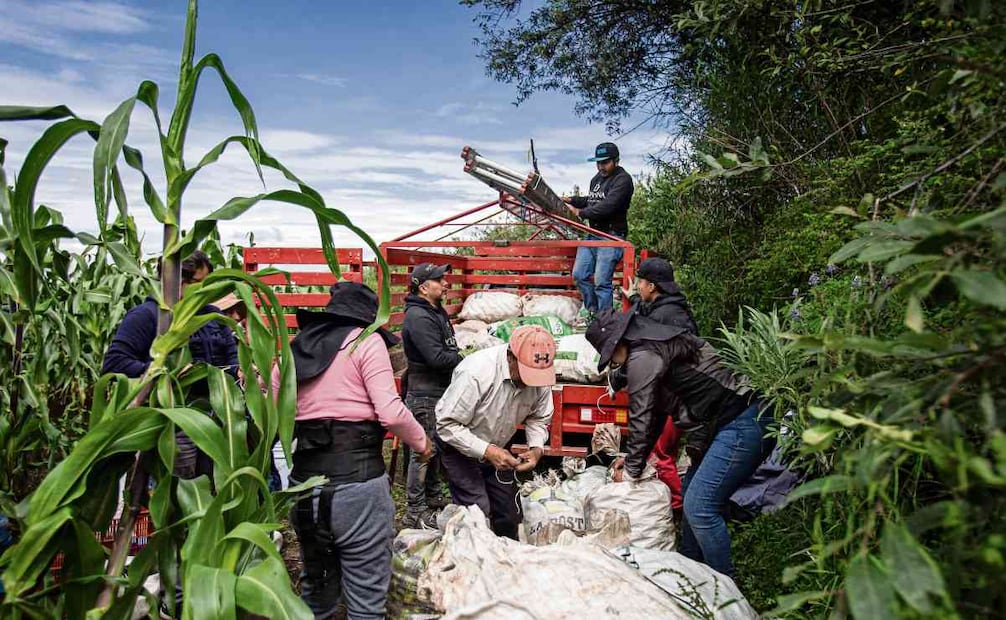 Fernández Parra y su familia llevan tres años recogiendo manzanas en una huerta ubicada en Atexcac, un poblado aledaño a Huejotzingo, perteneciente a doña Margarita Pérez y don Sebastián Gordillo. Foto: Gabriel Pano / EL UNIVERSAL