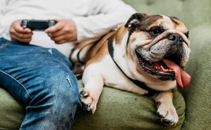 ¿Qué significa la albúmina baja en perros?; descubre la respuesta de una veterinaria