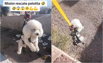 Al estilo "Misión Imposible", perrito se viraliza en TikTok por rescatar pelota en terreno