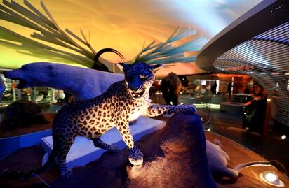 Reinauguran 4 bóvedas del Museo de Historia Natural