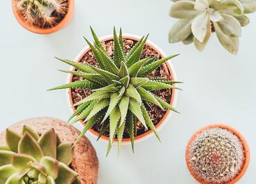 7 beneficios para la salud de esta hierba común en tu jardín