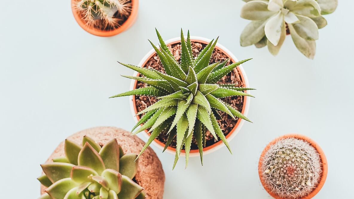 Foto: Unsplash / Annie Spratt