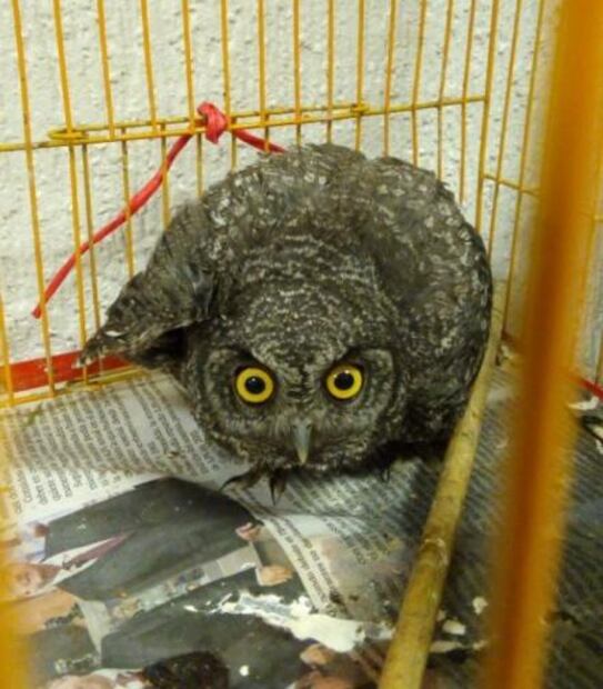 Citizens protest against animal abuse in Mexico City’s Sonora Market