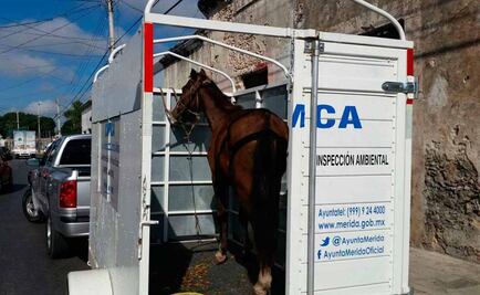 Se recupera caballo víctima de maltrato rescatado en Mérida