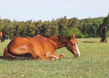 Así es como duermen de verdad los caballos; descubre qué es lo que dice una bióloga