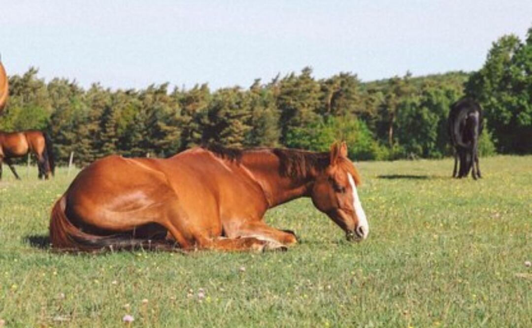 El fascinante descanso de los caballos. Fuente: Freepik
