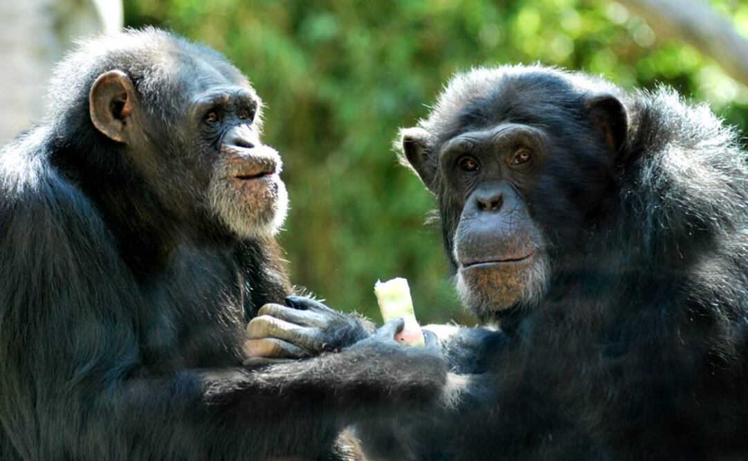 Los primates resistieron mejor los enfriamientos cíclicos del planeta. Foto: Archivo