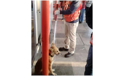 Rescatan trabajadores del Metro a perro en las vías de la Línea B