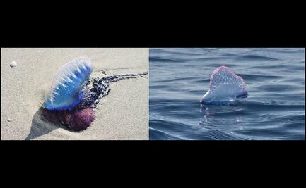 Sorprende llegada de medusas a playas de puerto Progreso