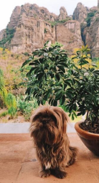 El perrito británico turista que perdió su pasaporte en Tepoztlán