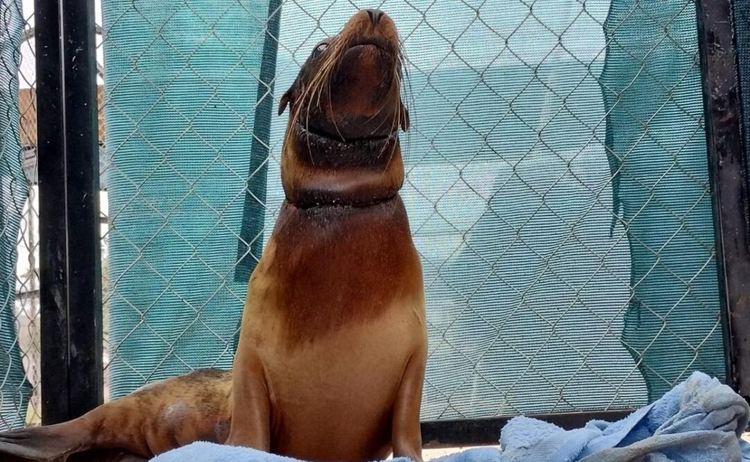 Lobo marino rescatado en playa de Sonora. Foto: especial