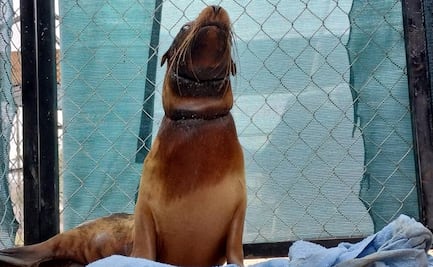 Lobo marino rescatado en San Carlos ya está sano y salvo: Profepa; inicia proceso de recuperación