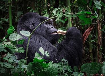 #TuFotoTuDestino: ¿quién se atreve a visitar este macho alfa lomo plateado?