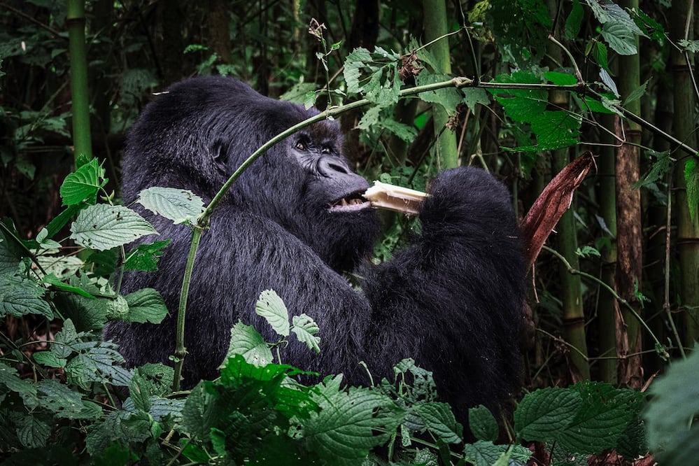Lomo plateado en el Parque Nacional de los Volcanes, en las montañas Virunga, Ruanda. Foto: Jessica Cruz