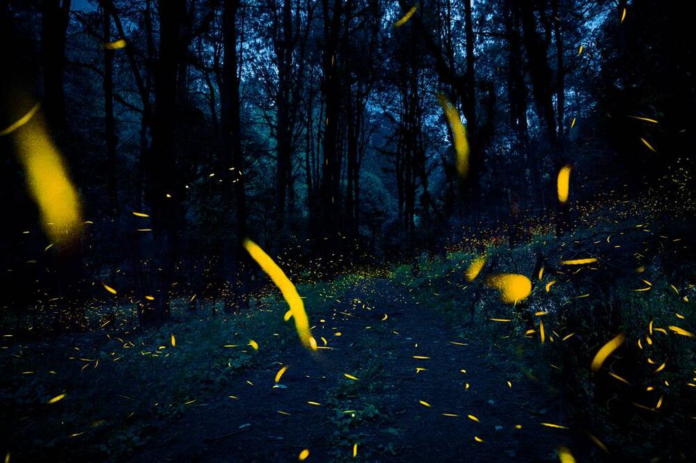 ¡No te lo pierdas! Comienza la quinta edición del Festival Internacional de la Luciérnaga 2025. Foto: ARCHIVO/ Bosque Esmeralda