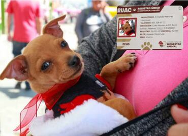 RUAC 2025: estos son los beneficios de tramitar el CURP para mascotas en CDMX; así puedes registrarlos