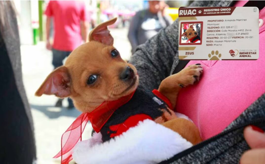 Contar con el RUAC de tu mascota facilitará su localización en caso de robo o extravío. Foto: Foto: Alejandro Vargas/EL UNIVERSAL