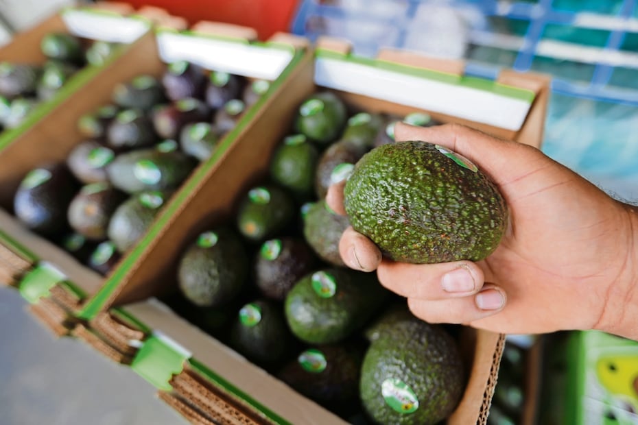 Las exportaciones de aguacate cayeron 22% en el mismo período. Foto: EFE