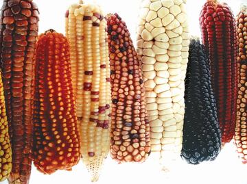 7 datos sobre el maíz que tal vez no conocías