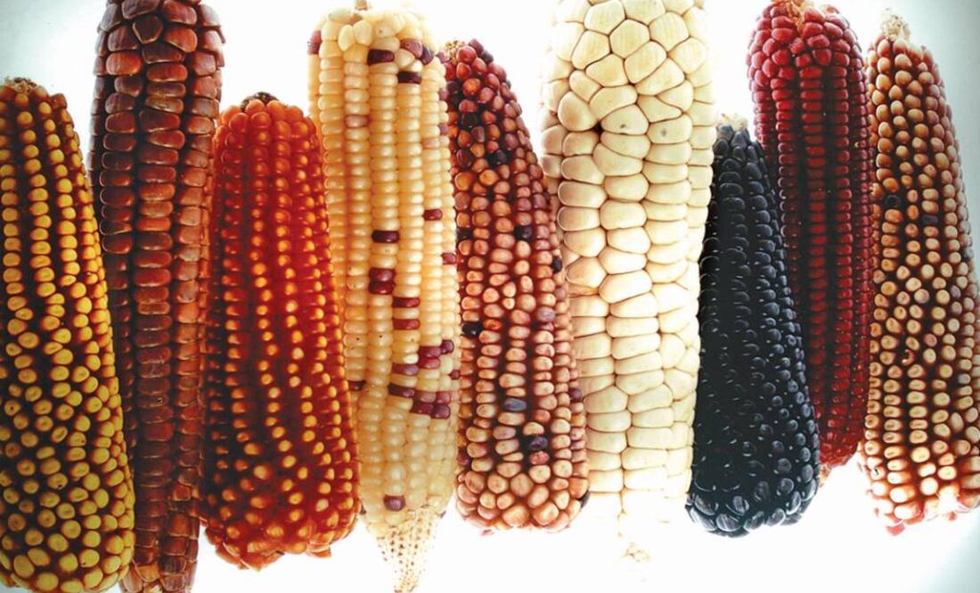 Este alimento presenta una alta cantidad de antocianinas. Foto: Archivo / El Universal