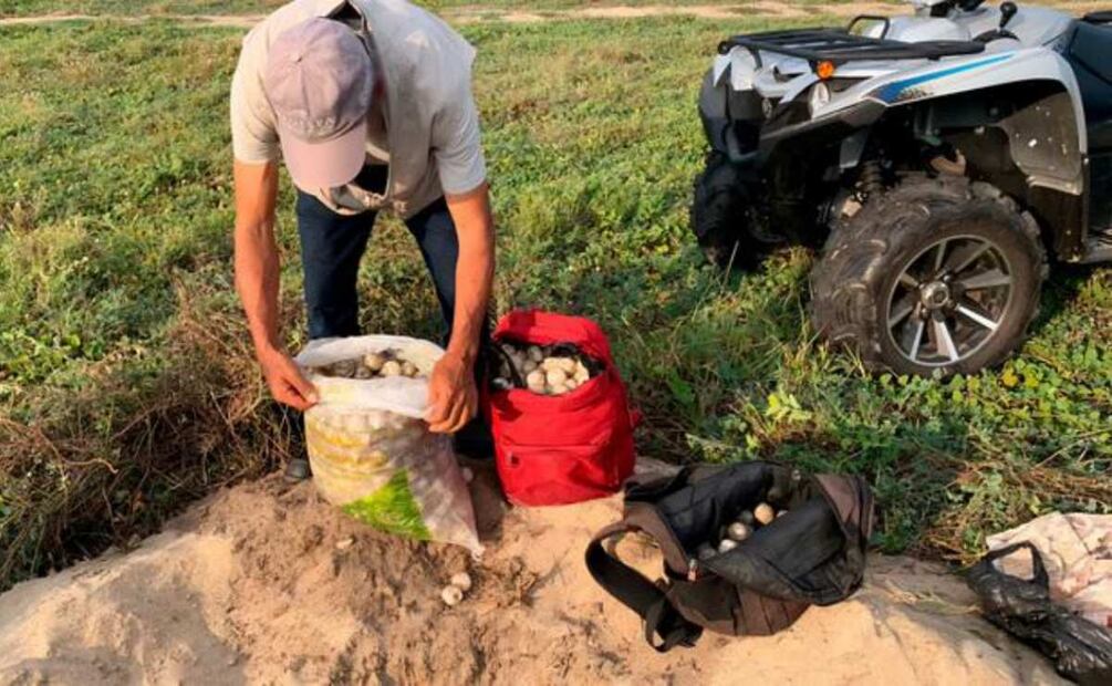 Profepa recupera mil cien huevos de tortuga golfina en Oaxaca (21/08/2025). Foto: Especial