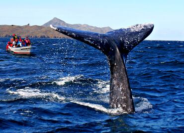Viajera y solidaria: 13 cosas sorprendentes sobre la ballena gris