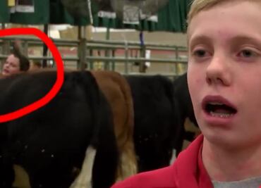 Niño es aplastado por vacas durante entrevista