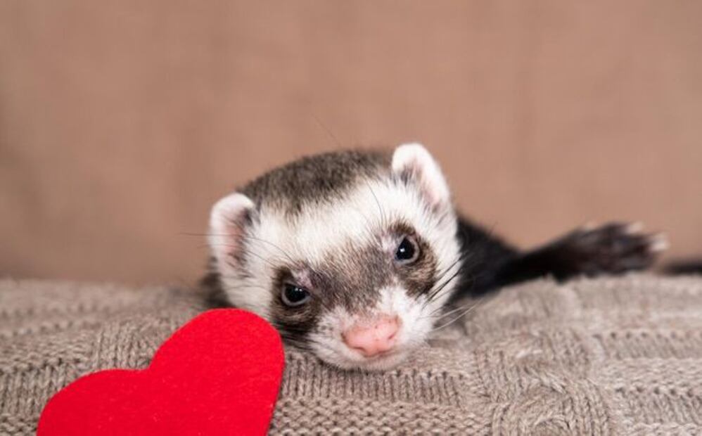 Encantadores, curiosos y necesitados de cuidado especial. Fuente: Freepik.