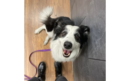 Aeroméxico rechaza haber extraviado al perrito Kobe; caso se hizo viral en redes