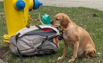 Baby Girl: la perrita que fue abandonada con su mochila y junto a una desgarradora nota