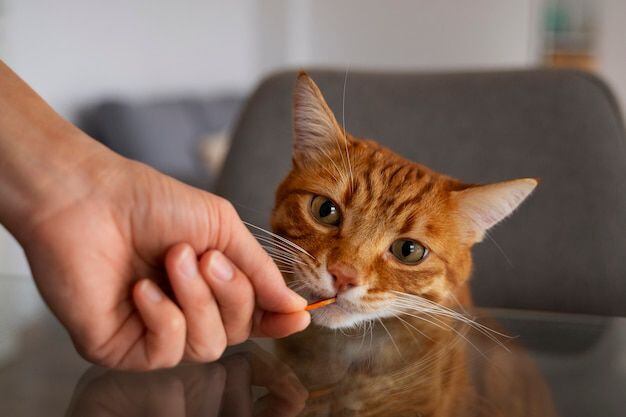 Las pulgas pueden ser peligrosas para la salud de tu gato. Fuente: Freepik.