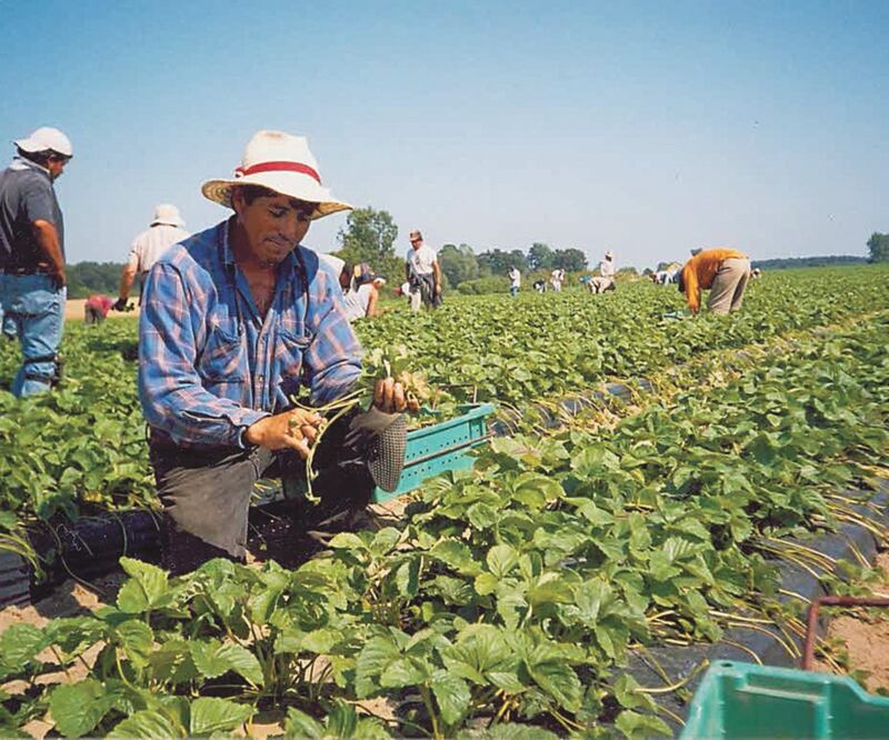 En provincias como Ontario no se permite a los trabajadores agrícolas agremiarse, advierte un especialista. Archivo EL UNIVERSAL