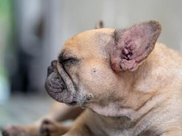 ¿Por qué mi perro tiene las orejas rojas? Esto es lo que dice una veterinaria; no ignores las señales