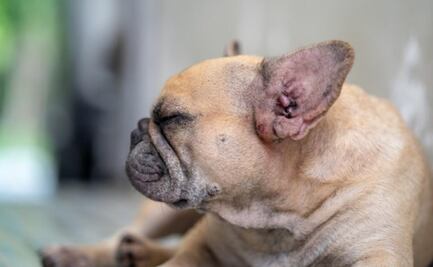 ¿Por qué mi perro tiene las orejas rojas? Esto es lo que dice una veterinaria; no ignores las señales