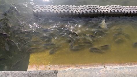 Por fuga en planta de tratamiento, mueren decenas de peces del Lago Mayor de Chapultepec