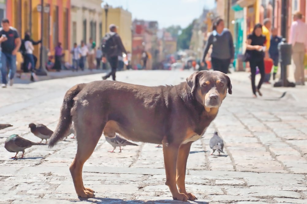 El juzgado especializado investiga las acusaciones de supuestas agresiones contra Mazapán , el perro callejero que deambula en el primer cuadro de la ciudad. (EDWIN HERNÁNDEZ. EL UNIVERSAL)