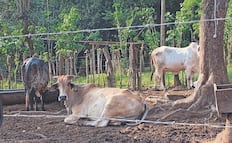 En 2026, plaga del gusano barrenador tendrán en zozobra a ganaderos