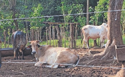 En 2026, plaga del gusano barrenador tendrán en zozobra a ganaderos