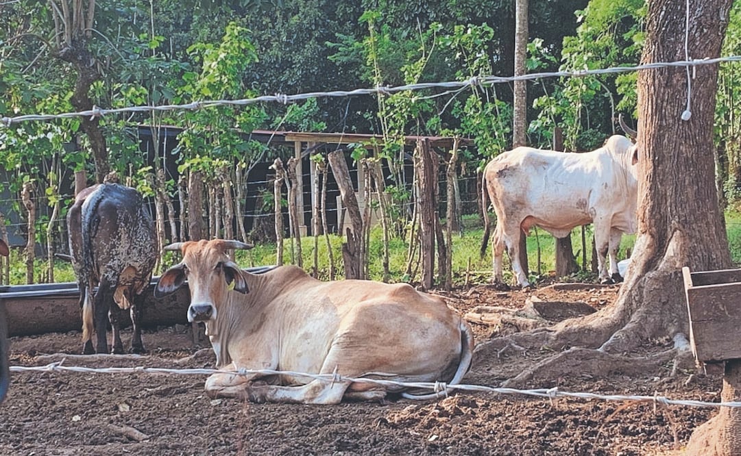 2025 cerrará con más de 11 mil casos de miasis en animales de sangre caliente. Foto: de María de Jesús Peters